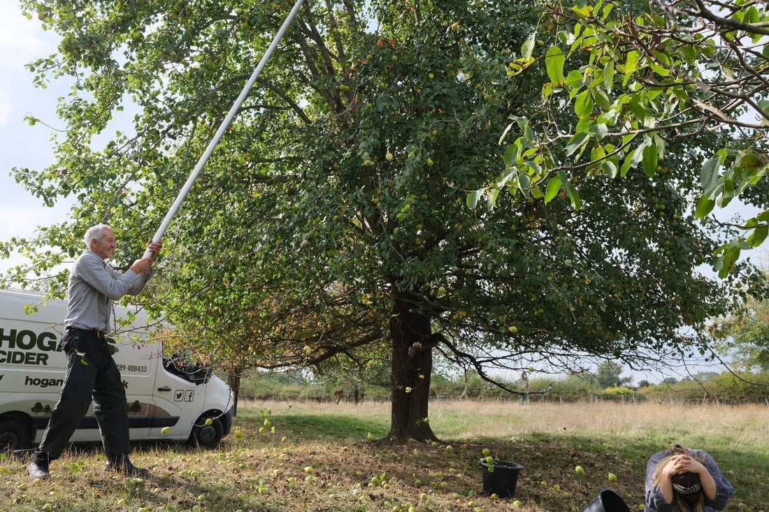 Handpicking Perry Pears