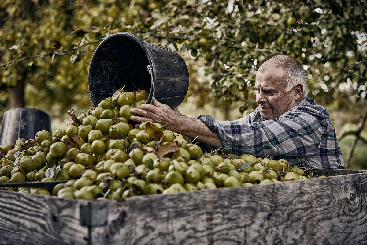 Premium Craft English Cider | Hogan's Cider