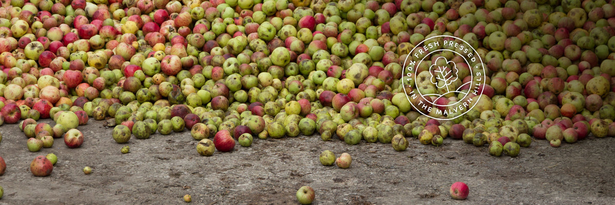 Premium Craft English Cider | Hogan's Cider